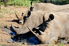 Breitmaulnashorn (17 von 28).jpg